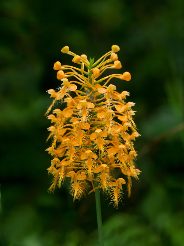 Platanthera ciliaris (Yellow fringed orchid)
