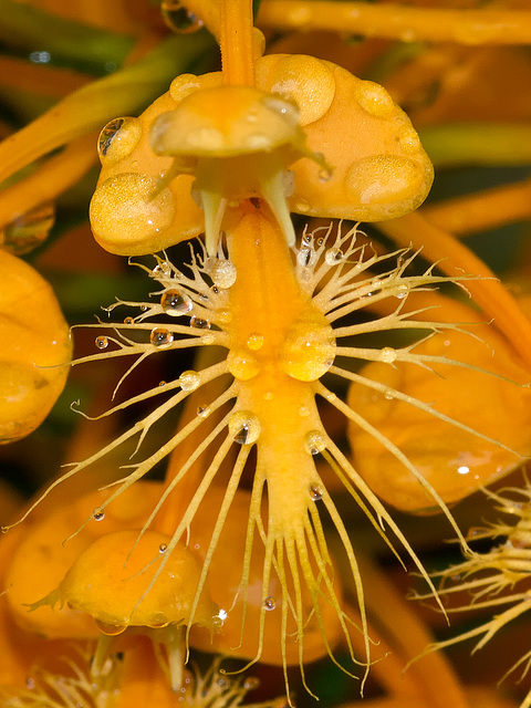 Platanthera ciliaris (Yellow fringed orchid) with rain drops