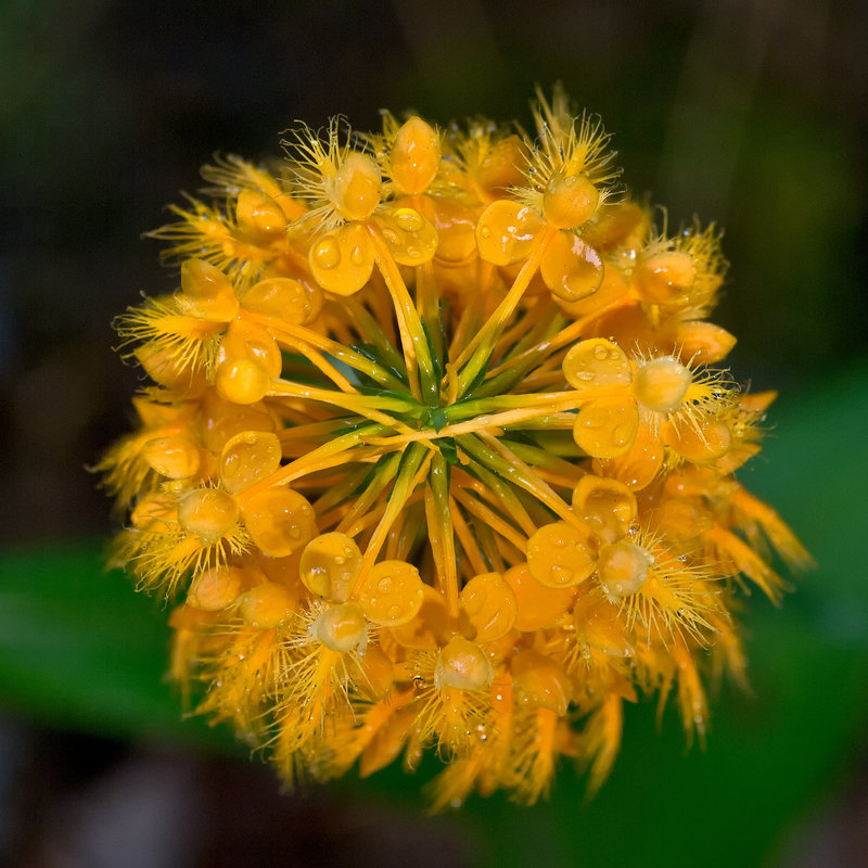 Platanthera ciliaris (Yellow fringed orchid) photographed from above