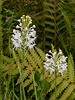 Platanthera conspicua (Southern white fringed orchid)