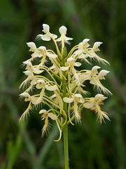 Platanthera Xlueri (hybrid orchid between Yellow fringed orchid and Southern White fringed orchid)