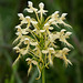 Platanthera Xlueri (hybrid orchid between Yellow fringed orchid and Southern White fringed orchid)