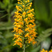 Platanthera cristata (Crested fringed orchid)