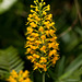 Platanthera cristata (Crested fringed orchid)