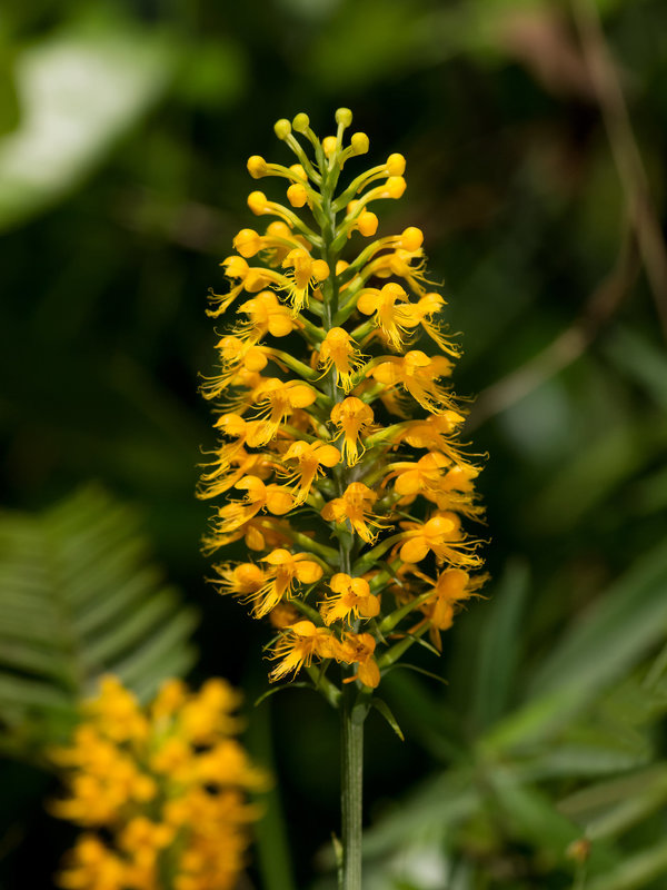 Platanthera cristata (Crested fringed orchid)