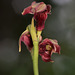 Pteroglossaspis ecristata (Spiked Medusa orchid or Crestless Plume orchid)
