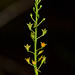 Malaxis spicata (Florida adder's-mouth orchid)