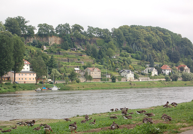 Pirna, Elbo, Grizaj anseroj (Pirna, Elbe und Graugänse) Pirna, Elbo, Grizaj anseroj (Pirna, Elbe und Graugänse)