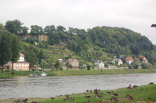 Pirna, Elbo, Grizaj anseroj (Pirna, Elbe und Graugänse)