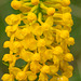 Gymnadeniopsis (Platanthera) integra (Yellow fringeless orchid)