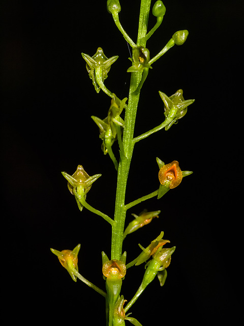 Malaxis spicata (Florida adder's-mouth orchid)