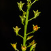 Malaxis spicata (Florida adder's-mouth orchid)