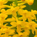 Gymnadeniopsis (Platanthera) integra (Yellow fringeless orchid)