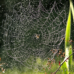 Spider In The Rain