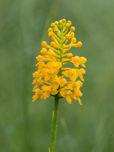 Gymnadeniopsis (Platanthera) integra (Yellow fringeless orchid)