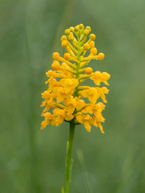 Gymnadeniopsis (Platanthera) integra (Yellow fringeless orchid)