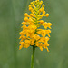Gymnadeniopsis (Platanthera) integra (Yellow fringeless orchid)