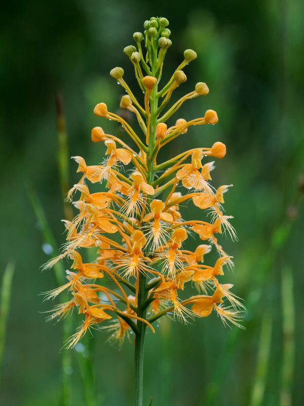 Platanthera ciliaris (Yellow fringed orchid)