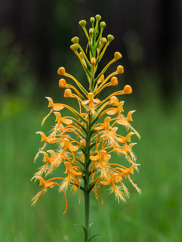 Platanthera ciliaris (Yellow fringed orchid)