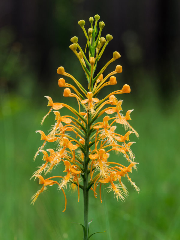 Platanthera ciliaris (Yellow fringed orchid)