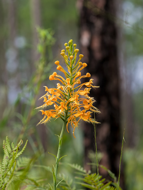 Platanthera ciliaris (Yellow fringed orchid)