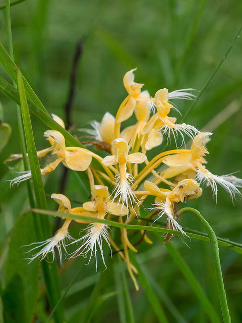 Platanthera Xlueri (hybrid between Southern white fringed orchid and yellow fringed orchid)