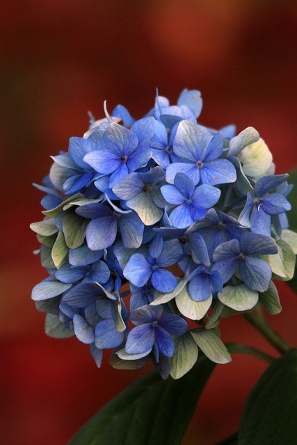 Hydrangea on Red