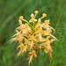 Platanthera Xlueri (hybrid between Southern white fringed orchid and yellow fringed orchid)