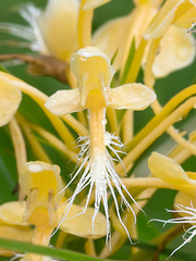Platanthera Xlueri (hybrid between Southern white fringed orchid and yellow fringed orchid)