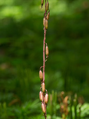 Tipularia discolor (Crane-fly orchid) seed capsules