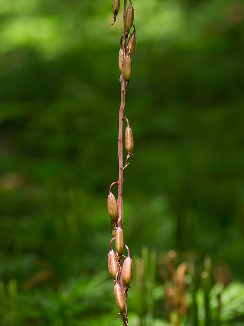 Tipularia discolor (Crane-fly orchid) seed capsules