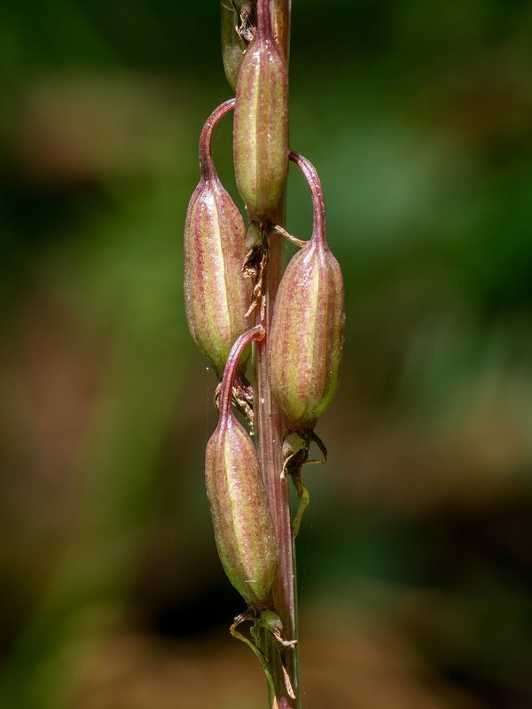 Tipularia discolor (Crane-fly orchid) seed capsules
