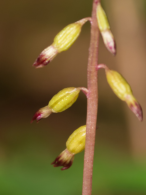 Corallorhiza odontorhiza var. odontorhiza (Autumn Coralroot orchid)