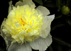 Peony 18