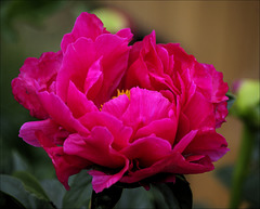 Peony 23