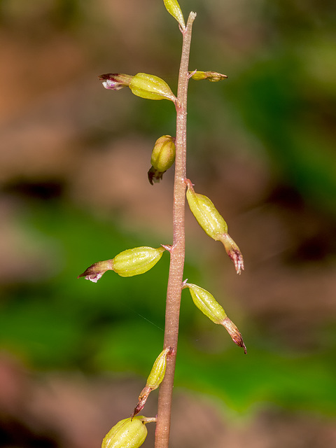 Corallorhiza odontorhiza var. odontorhiza (Autumn Coralroot orchid)