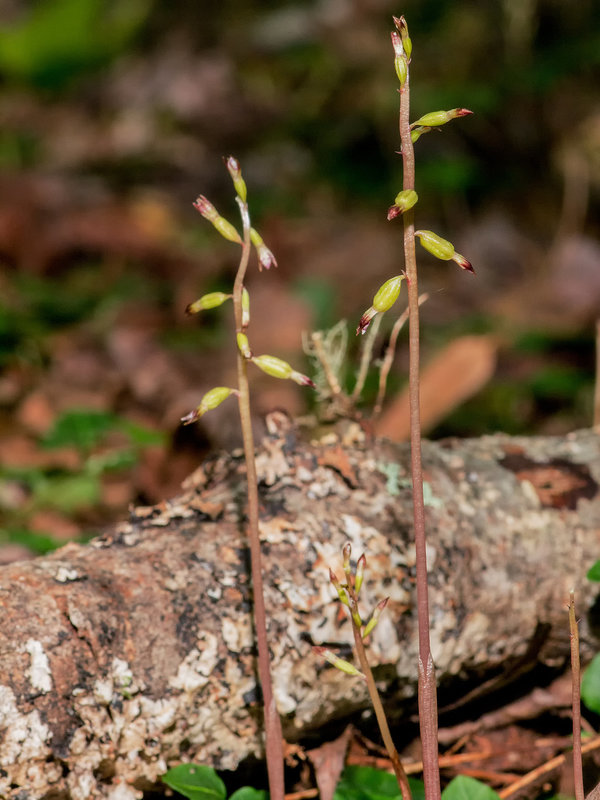 Corallorhiza odontorhiza var. odontorhiza (Autumn Coralroot orchid)