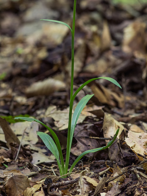 Spiranthes ovalis var. erostellata (October ladies'-tresses orchid, Northern oval ladies'-tresses orchid) -- basal leaves and stem