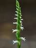 Spiranthes ovalis var. erostellata (October ladies'-tresses orchid, Northern oval ladies'-tresses orchid)