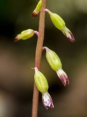 Corallorhiza odontorhiza var. odontorhiza (Autumn Coralroot orchid)