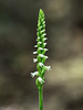 Spiranthes ovalis var. erostellata (October ladies'-tresses orchid, Northern oval ladies'-tresses orchid)