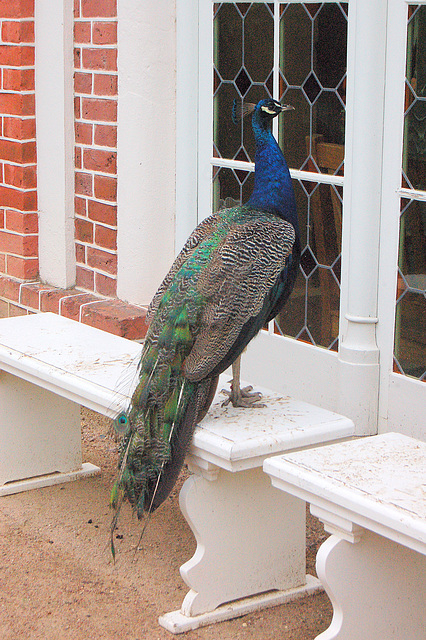 scivolema pavo (neugieriger Fasan)