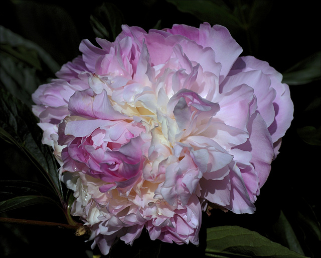 Peony 35