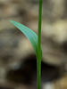 Spiranthes ovalis var. erostellata (October ladies'-tresses orchid, Northern oval ladies'-tresses orchid) -- clasping leaf on stem