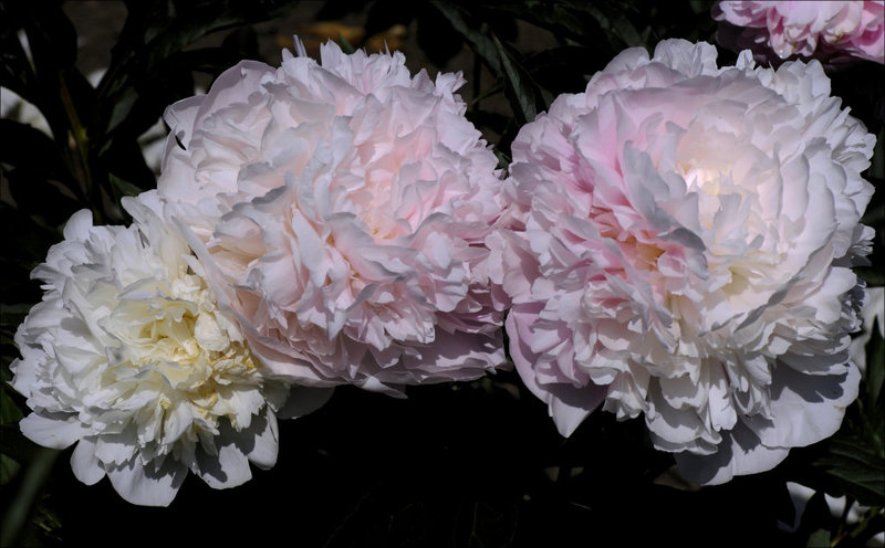 Peony 36