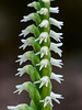 Spiranthes ovalis var. erostellata (October ladies'-tresses orchid, Northern oval ladies'-tresses orchid)