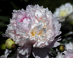 Peony 37