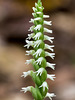 Spiranthes ovalis var. erostellata (October ladies'-tresses orchid, Northern oval ladies'-tresses orchid)