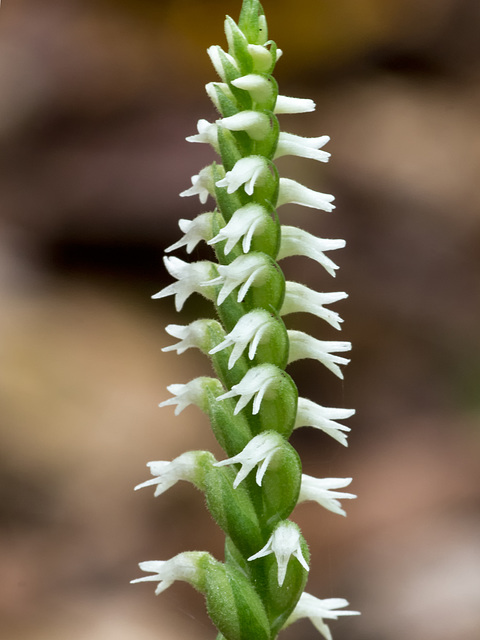 Spiranthes ovalis var. erostellata (October ladies'-tresses orchid, Northern oval ladies'-tresses orchid)