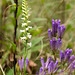 Spiranthes ochroleuca (Yellow ladies'-tresses orchid) + Gentiana quinquefolia (Stiff Gentian)